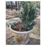 TERRACOTTA PLANTER WITH BUSH 23X23