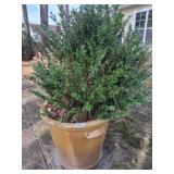TERRACOTTA PLANTER WITH BUSH 24X23