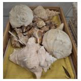 ASSORTED SHELL DECOR