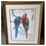 Framed Lithograph Print Macaws