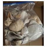 ASSORTED SHELLS