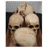 Four Decorative Resin Skull Replicas