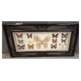 Framed Butterfly Specimen Display