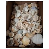 Seashell Collection in Cardboard Box