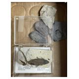 TRAY LOT FOSSILS LARGEST 3IN FISH