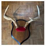 Mounted Deer Antlers on Wooden Plaque