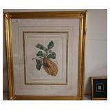 Framed Botanical Print and Stamp Set
