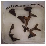 Fossilized Shark Teeth Collection