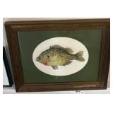 Framed Print of Shellcracker Fish by Sallie B. Cof