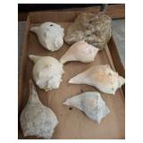Seashells and Natural Rock