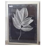 Framed Botanical Print with Latin Text, 26x34