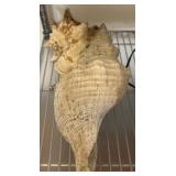 Two Large Conch Shell Specimens