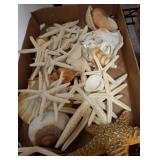 Sea Shells and Starfish Collection
