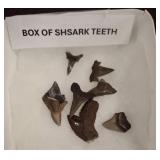 Fossilized Shark Teeth
