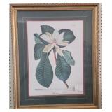 Framed Botanical Print of Magnolia, 28x33