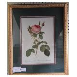 Framed Botanical Print of a Rose, 18x22