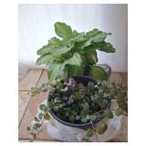 Two Live Potted Plants with Green Foliage