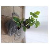 Potted Hydrangea and Hosta Plants