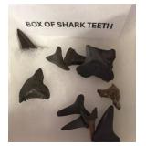 Fossilized Shark Teeth Collection