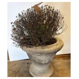 Concrete Garden Planter with Dried Plant