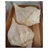 Large Conch Sea Shells