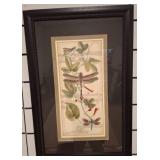 Framed Botanical Insect Art Print, 22x33in rm4