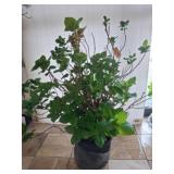 Potted Live Hydrangea Plant in Black Wrap