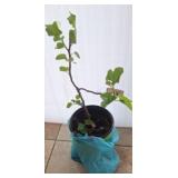 Live Potted Plant With Green Foliage