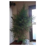 Live Cedar Tree