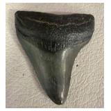 Fossilized Shark Tooth Specimen