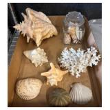 Seashells and White Coral Display