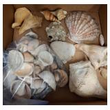 Sea Shells and Coral Collection