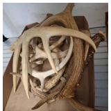Naturally Shed Deer Antlers