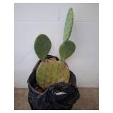 Prickly Pear Cactus in Plastic Pot