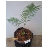 Potted Live Sago Palm Plant in Soil
