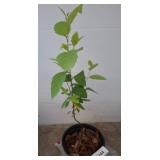 Live Willow River Birch in Planter Pot