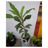 Loquat Tree in Grow Bag, Approx. 40in Tall