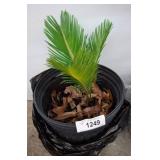 Potted sago palm Indoor/Outdoor Palm Plant