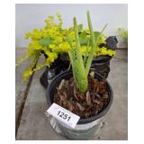 Aloe Vera Plant in Black Pot