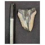 Fossilized Shark Tooth Fragment