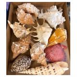 Sea Shells in Box