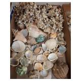 Seashells With Decorative Elements