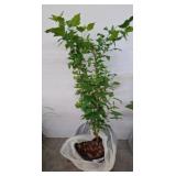 Potted rose of sharon Plant with Green Leaves