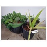 Potted Green Plants, Includes Aloe