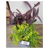 Purple Heart, Creeping Jenny, Aloe Vera Plants