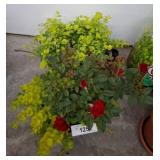 Potted Plants with Roses and Ground Cover