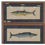 Framed Fish Illustration Prints