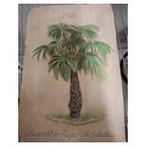 Botanical Illustration of Palm Species
