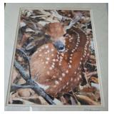 Photograph of Fawn by Lynn Golemon