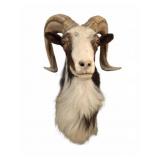 Ram Shoulder Mount Taxidermy Display